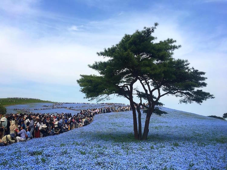 Nearly 5 Million Blue Flowers Bloom Across Japanese Field, Resembling A Fairy Tale