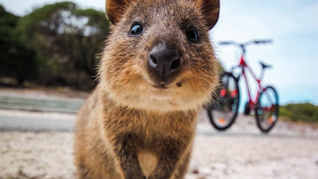 Quokka – The Happiest Animal On Earth, With Photo Evidence