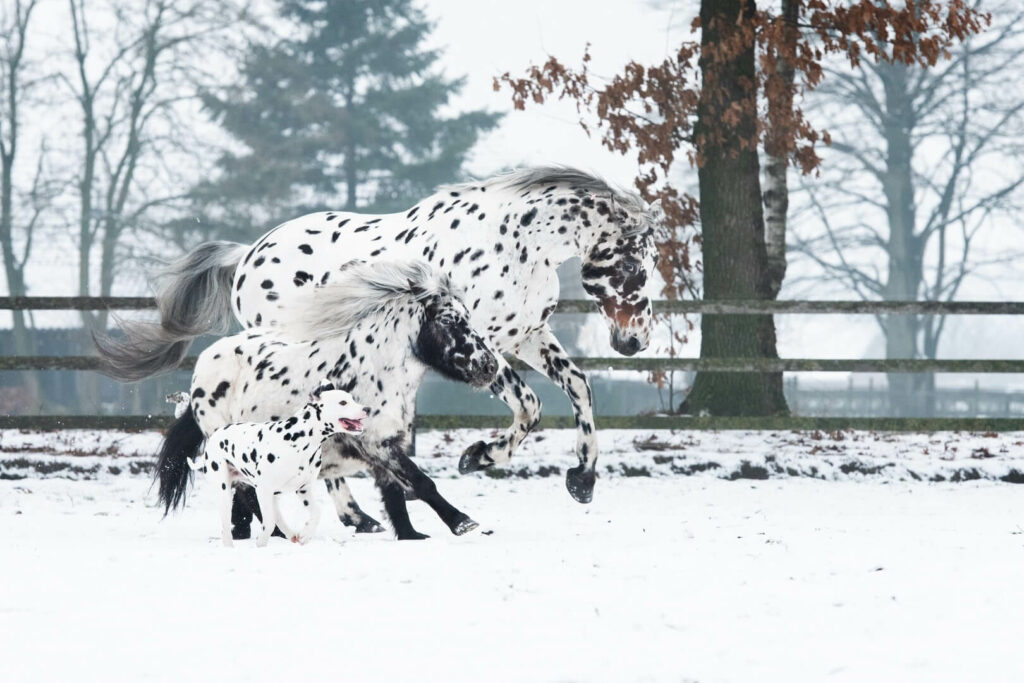 Adorable Trio Of Black Spotted Horse, Pony, And Dog