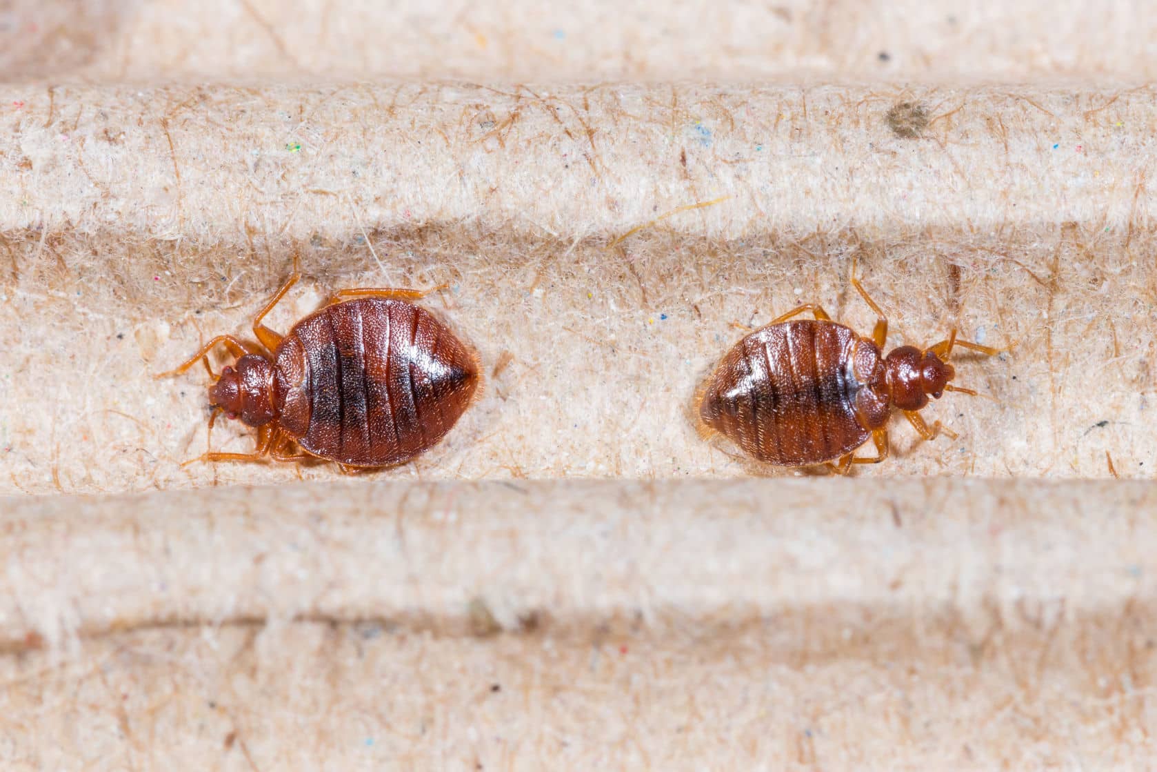 How To Differentiate Bed Bugs VS Mosquito Bites